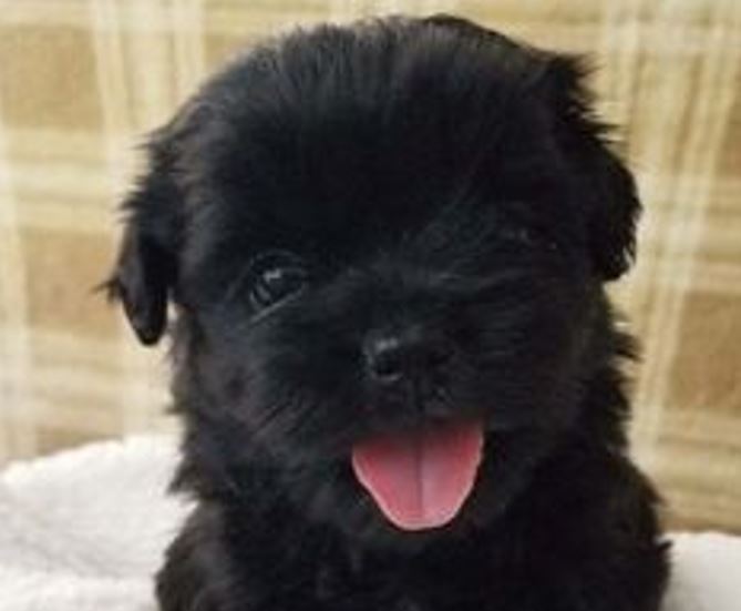 Pure Black Shih Tzu Puppy